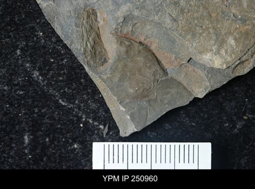 Eurypterus pittsfordensis