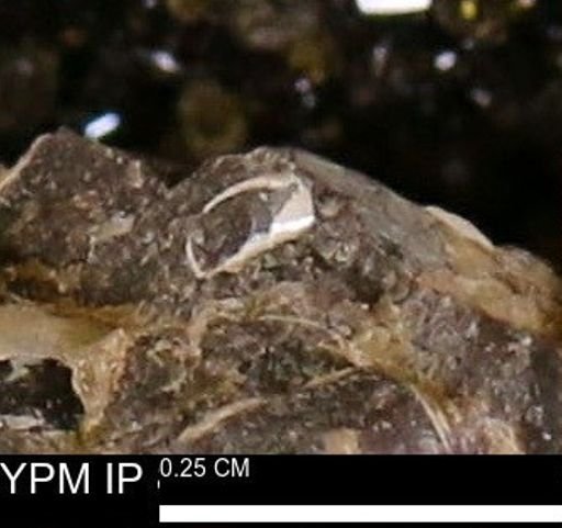 undet. Mollusca