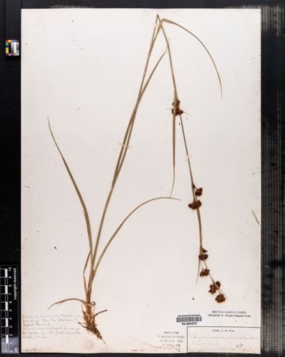Rhynchospora capitellata