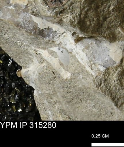 undet. Mollusca
