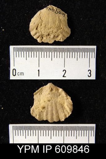 Uncinulus sp.