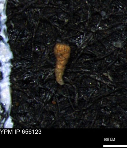 Verneuilinoides kansasensis