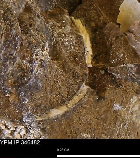 undet. Mollusca