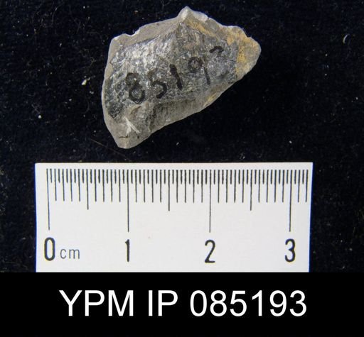 Atrypa reticularis