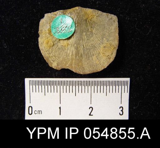 Strophonella reversa