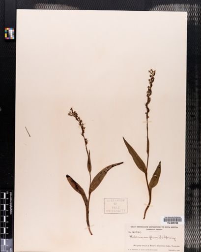 Plantae