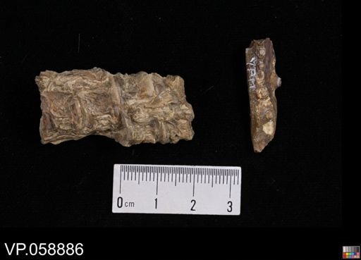 undet. Actinopterygii