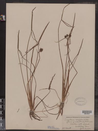 Sagittaria latifolia f. gracilis