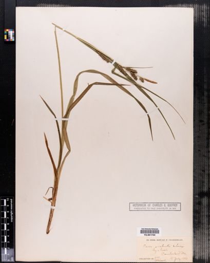 Carex scabrata