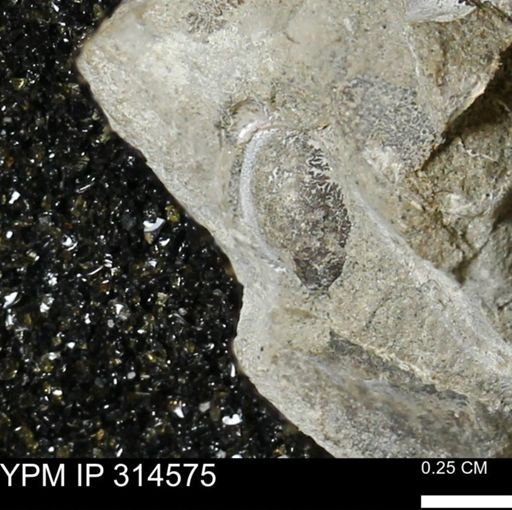 undet. Mollusca