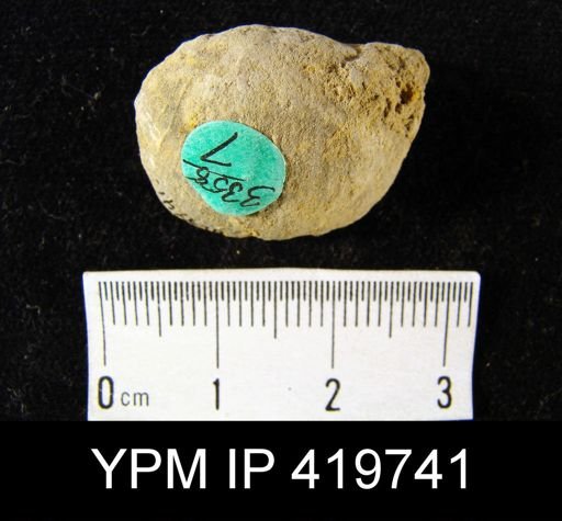 Stropheodonta arcuata
