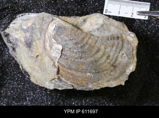 Inoceramus sp.