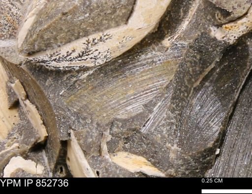 Limopsis striatopunctatus