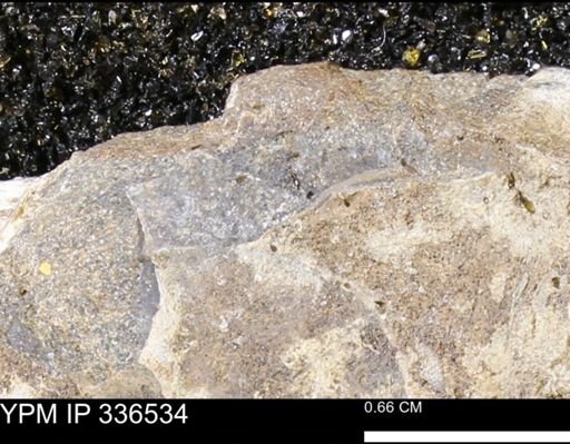 undet. Mollusca