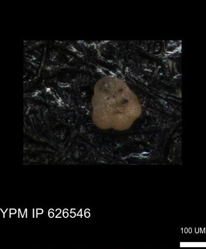 undet. Foraminiferida