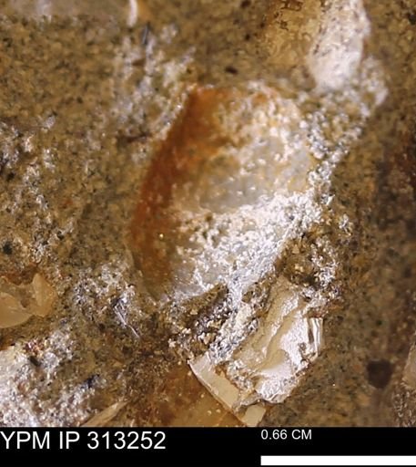 Corbicula