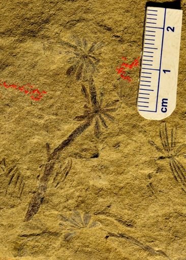 Annularia sp.