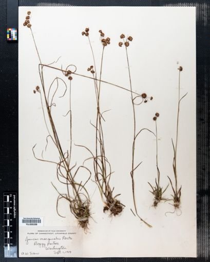 Juncus marginatus