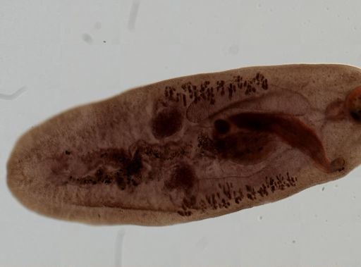 Renifer ellipticus