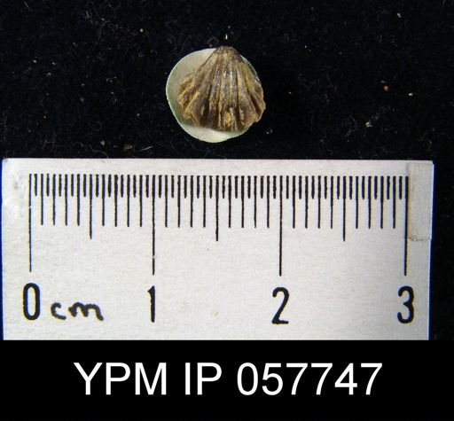 Camarotoechia transversa