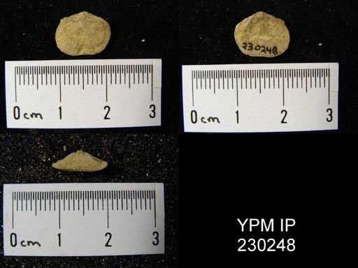 Streptorhynchus affine