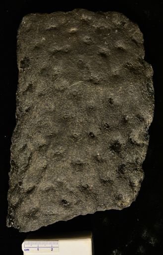 Lepidodendron sp.