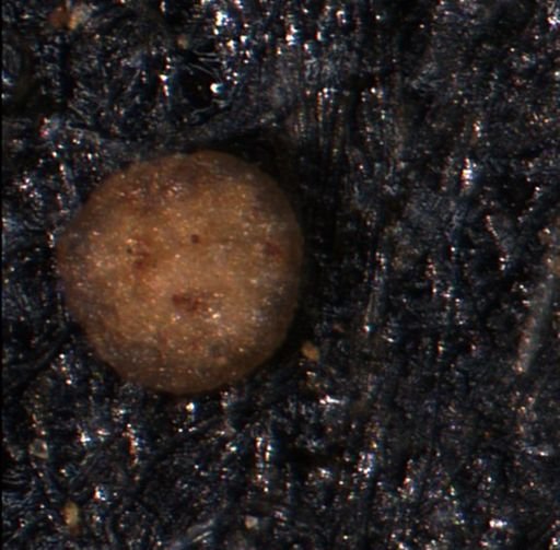 Foraminiferida