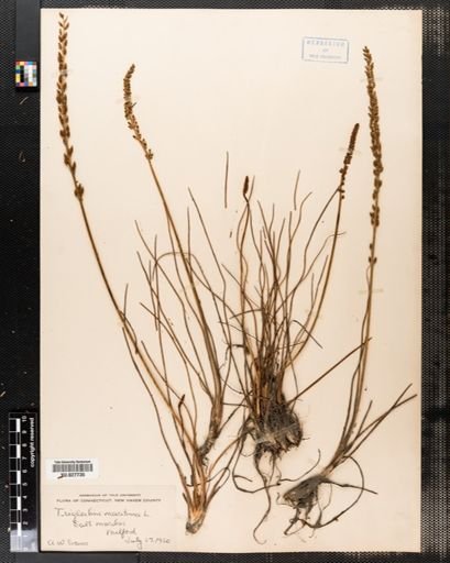 Triglochin maritima