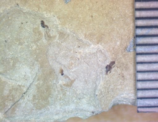 undet. Coleoptera
