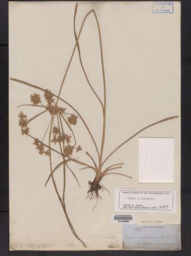 Cyperus ochraceus