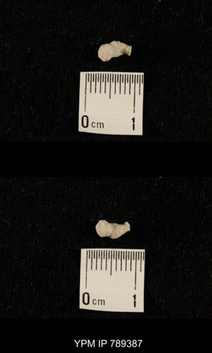 undet. Bryozoa