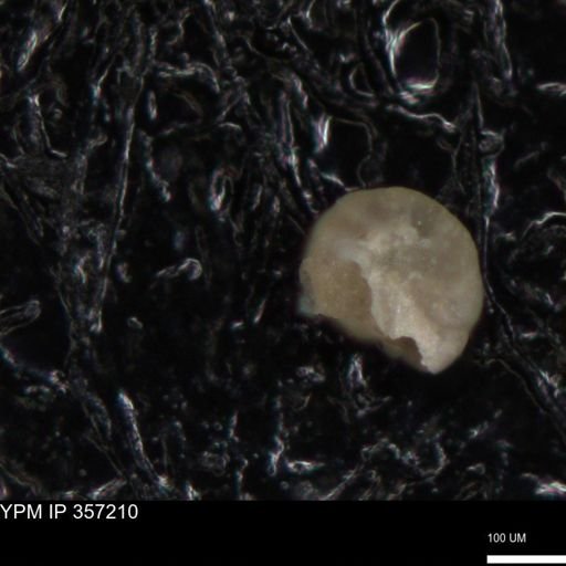 undet. Foraminiferida