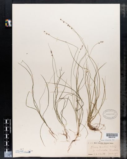 Carex disperma