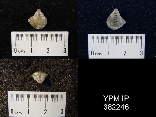 undet. Orthotetida