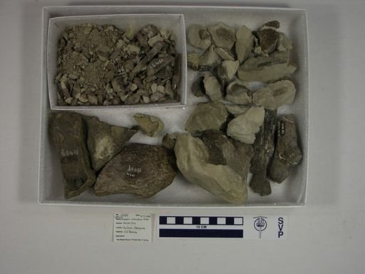 Nesodon imbricatus