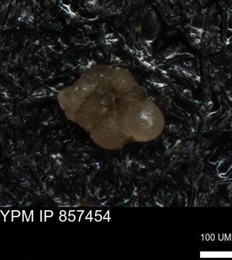undet. Foraminiferida