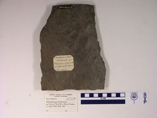 Anchisauripus hitchcocki
