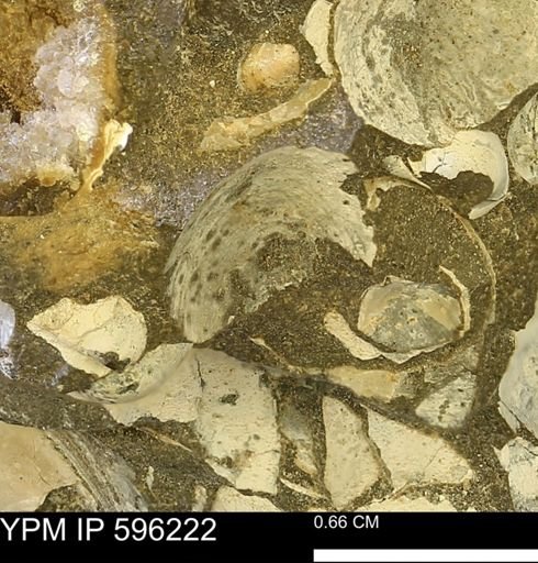undet. Bivalvia