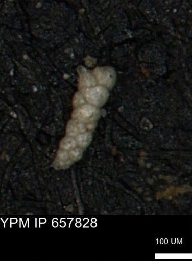 Verneuilinoides kansasensis