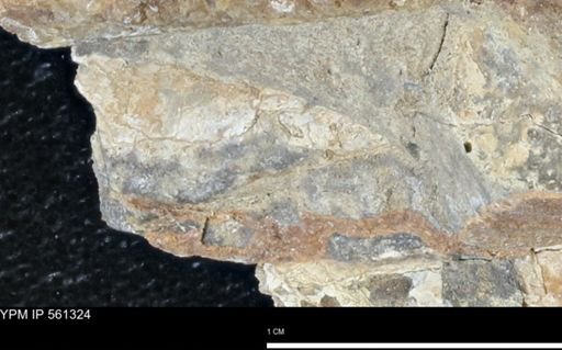 undet. Mollusca