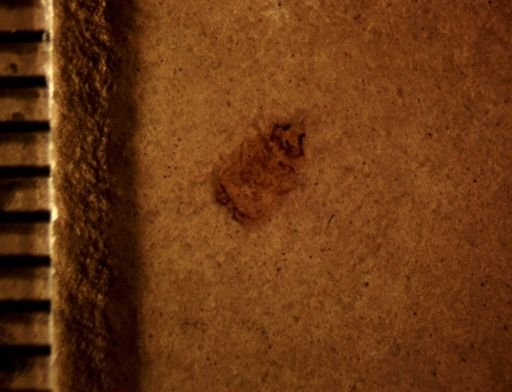 undet. Chrysomelidae
