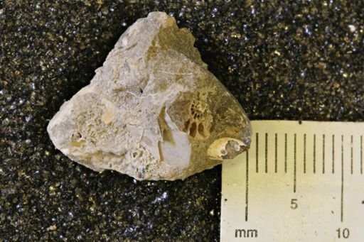 Oxytoma (Hypoxytoma) sp.