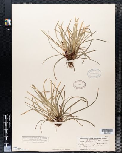Carex pedunculata