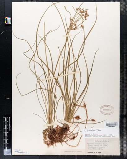 Cyperus dentatus
