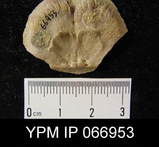 Crania famelica