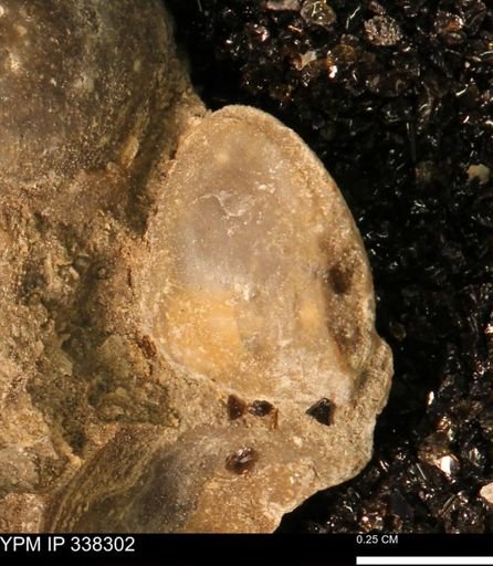 Protocardia subquadrata