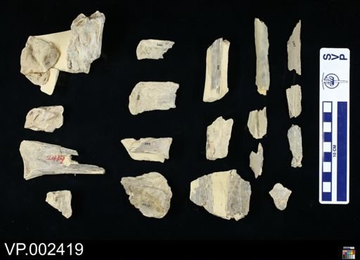 Pteranodon