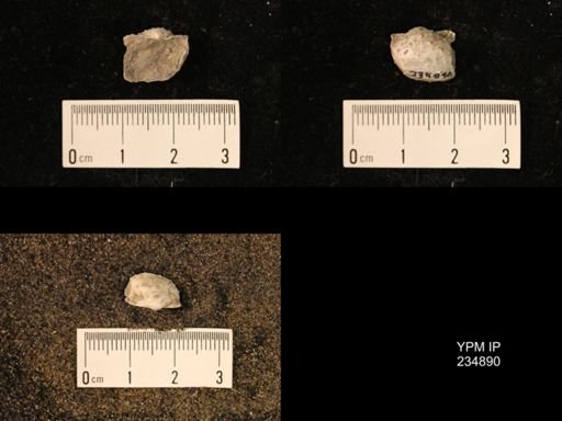 Marginifera fragilis