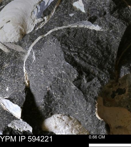 undet. Bivalvia