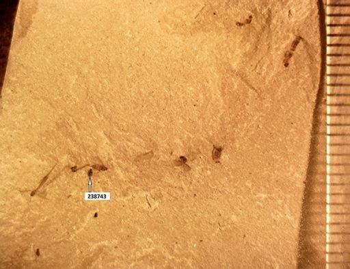 undet. Auchenorrhyncha